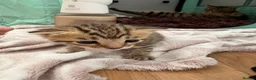 Mixed Breed cats for sale: Beautiful tabby kittens  in Hessle - Advert 3