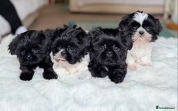 Shih Tzu dogs for sale: AMERICAN IMPERIAL SHIH TZU PUPPIES - Image 3