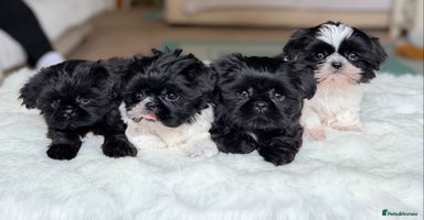 Shih Tzu dogs - Advert 6