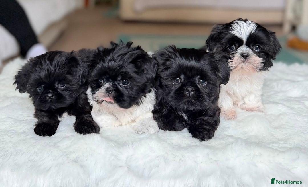 Shih Tzu dogs for sale: AMERICAN IMPERIAL SHIH TZU PUPPIES - Image 3