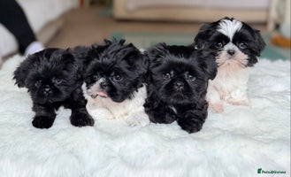 Shih Tzu dogs - Advert 3