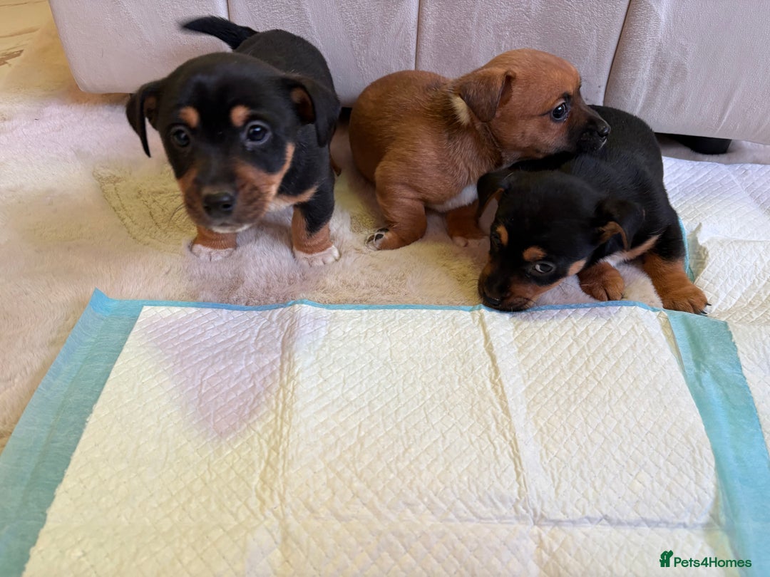 Jack Russell dogs for sale: Jack Russell puppy’s  - Advert 3