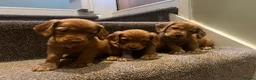 Cocker Spaniel dogs for sale: Working cocker spaniel kc registered boys only  - Advert 1