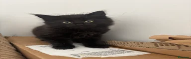 Long haired fluffy 2