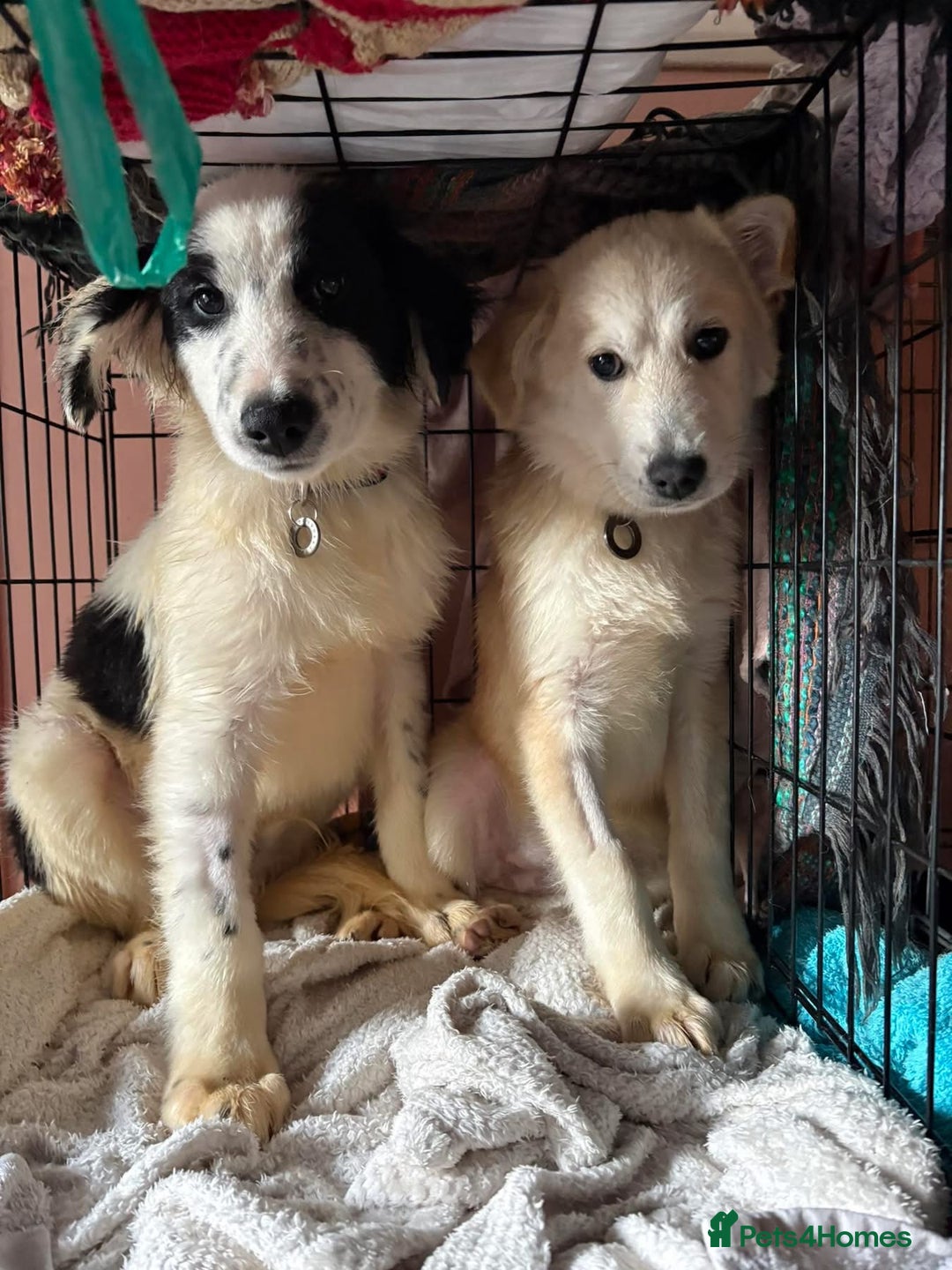 Mixed Breed dogs for adoption: Clark - Norwich Norfolk  - Advert 10
