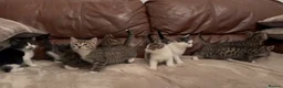 Mixed Breed cats for sale: Beautiful kittens  - Advert 11