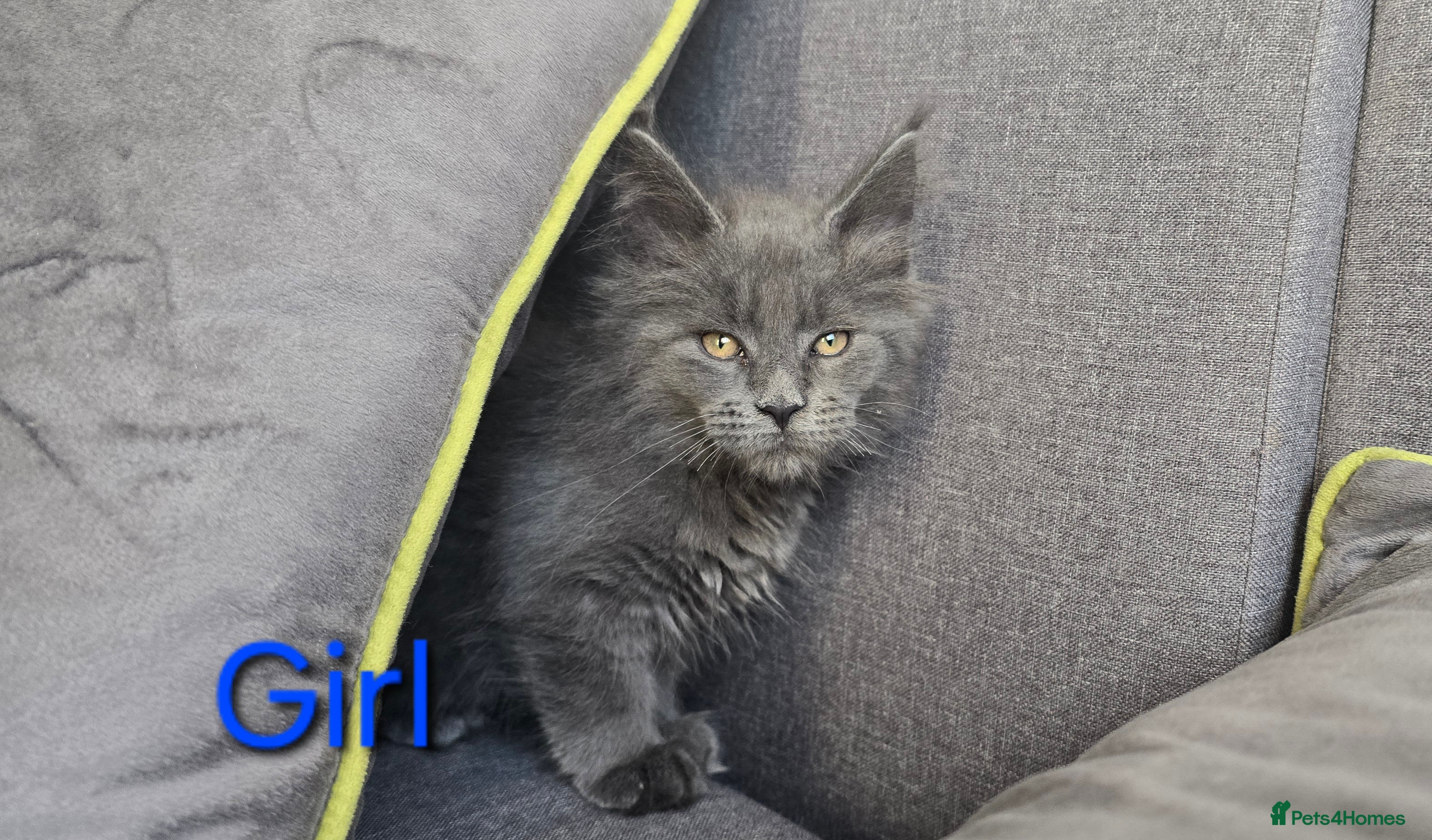 Maine Coon cats Maine coon kittens  - Advert 7