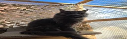 Maine Coon cats for sale: Blue & Blue Smoke Maine Coon Kittens Stunning Tica - Advert 26
