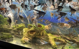 Angelfish fish for sale: Young Angel Fish - Image 2