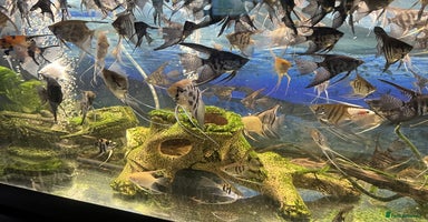 Angelfish fish - Advert 7