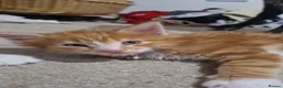 Maine Coon cats for sale: Beautiful TICA reg babies - Advert 11