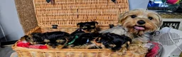 Yorkshire Terrier dogs for sale: Cute Yorkshire Terrier Pups Ready  in Norwich - Advert 2