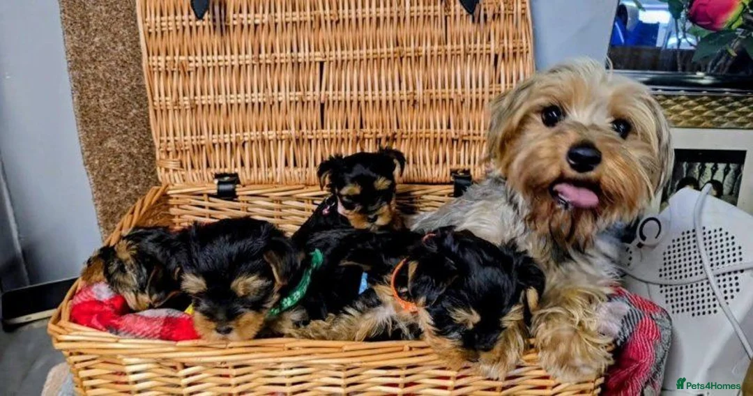 Yorkshire Terrier dogs for sale: Cute Yorkshire Terrier Pups Ready  in Norwich - Advert 2