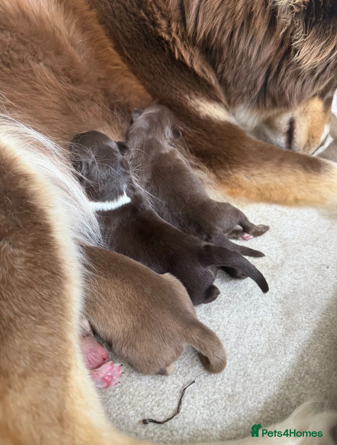 Pomsky dogs for sale: Stunning F3 Rare Chocolate Pomskies Health Tested - Advert 19