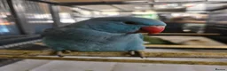 Ringnecks birds for sale: Hand reared baby ringnecks  - Advert 4
