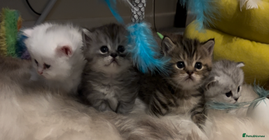 Munchkin cats - Advert 4