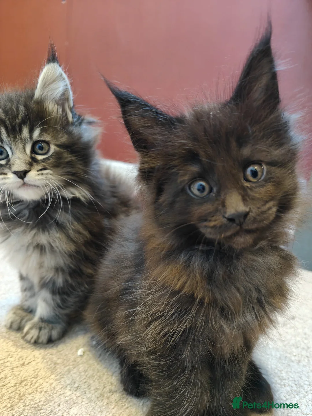 Maine Coon cats for sale: Main Coon 1 Male left PLEASE READ DESCRIPTION  - Advert 2