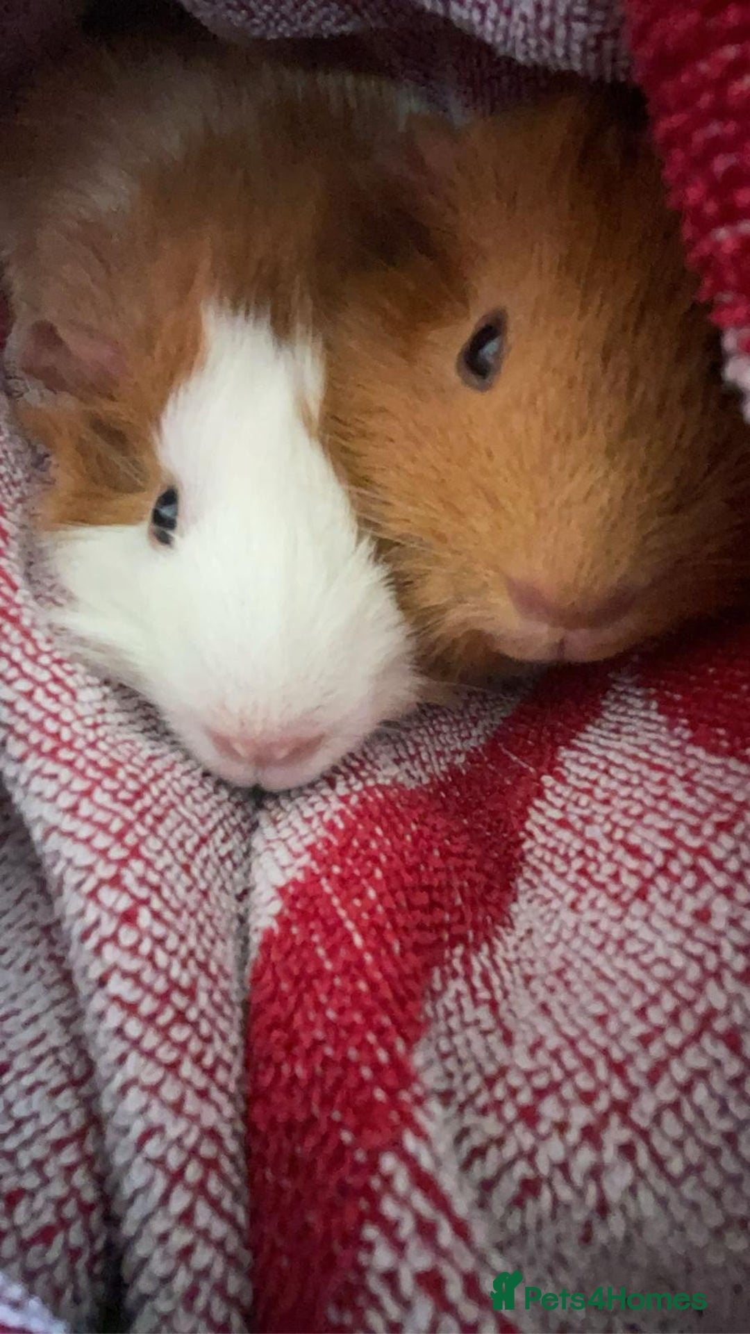 Guinea Pig rodents for sale: 2 guinea pigs looking for a new home! - Advert 16