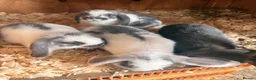 Mini Lop rabbits for sale: 4 Lovely Mini Lop Bunnies! - Advert 2