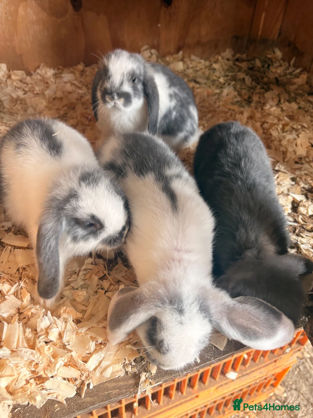 Mini Lop rabbits for sale: 4 Lovely Mini Lop Bunnies! - Advert 2