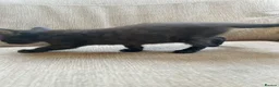 Mixed Breed cats for sale: 4 kittens  in Clacton-on-Sea - Advert 16