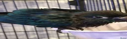 Conures birds for sale: Turquoise Conure in Haverfordwest - Advert 2
