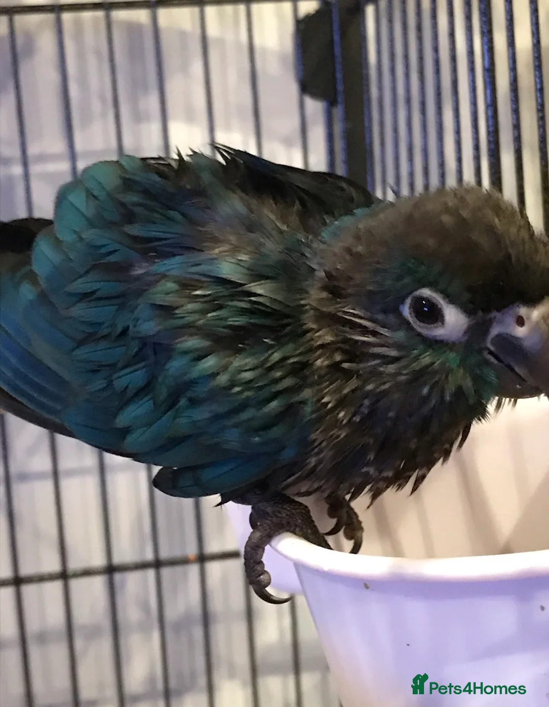 Conures birds for sale: Turquoise Conure in Haverfordwest - Advert 2