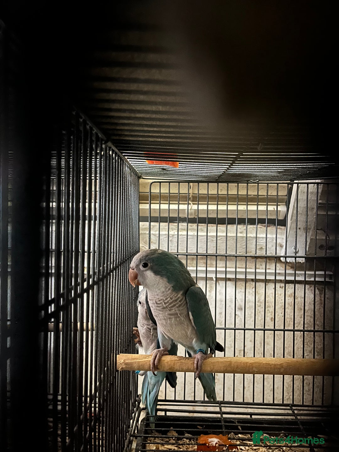 Parrots birds for sale: Quaker Parrot fircsale - Advert 2