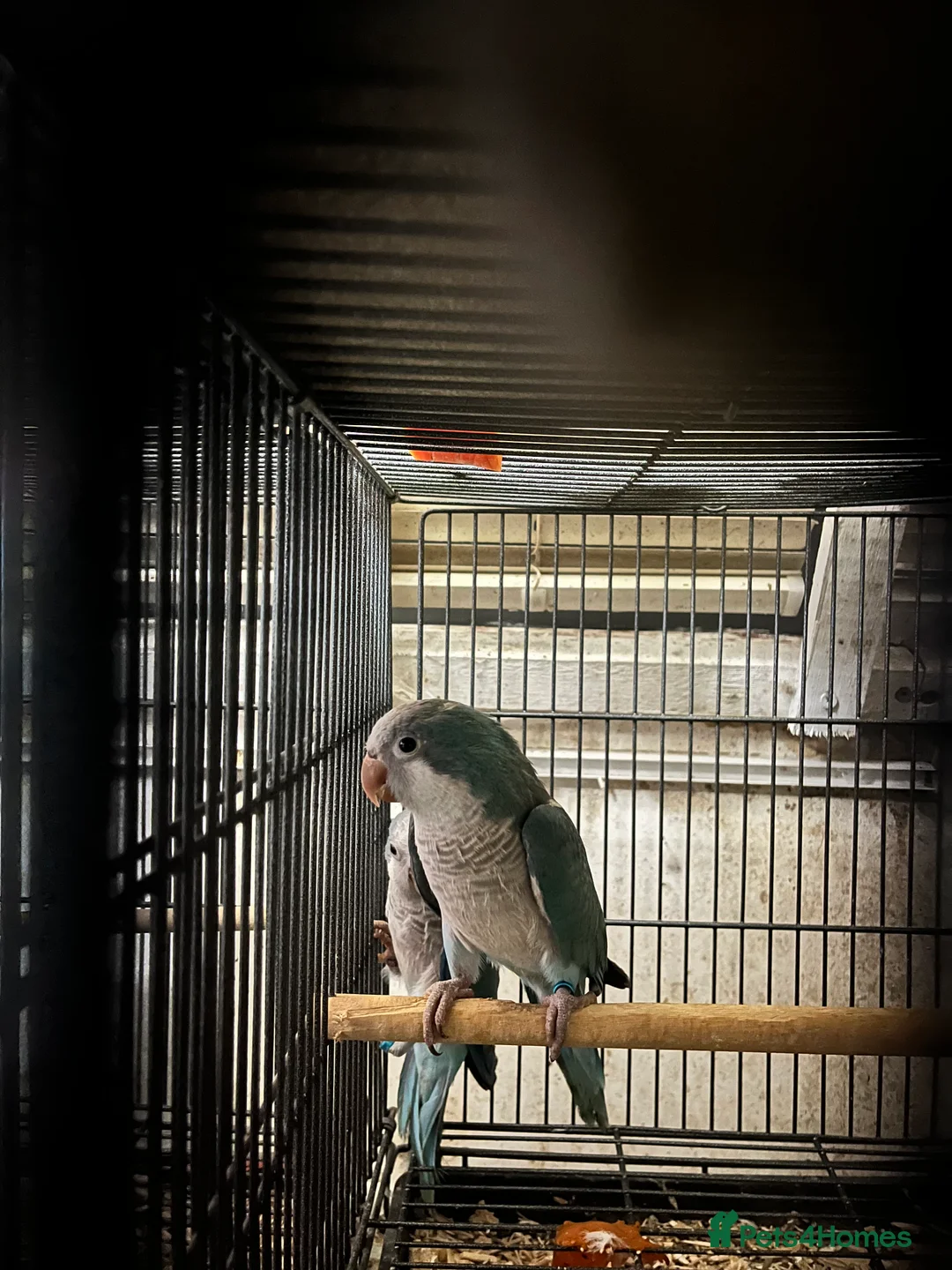 Parrots birds for sale: Quaker Parrot fircsale - Advert 2