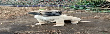 Purple Collared Boy (Male 5)