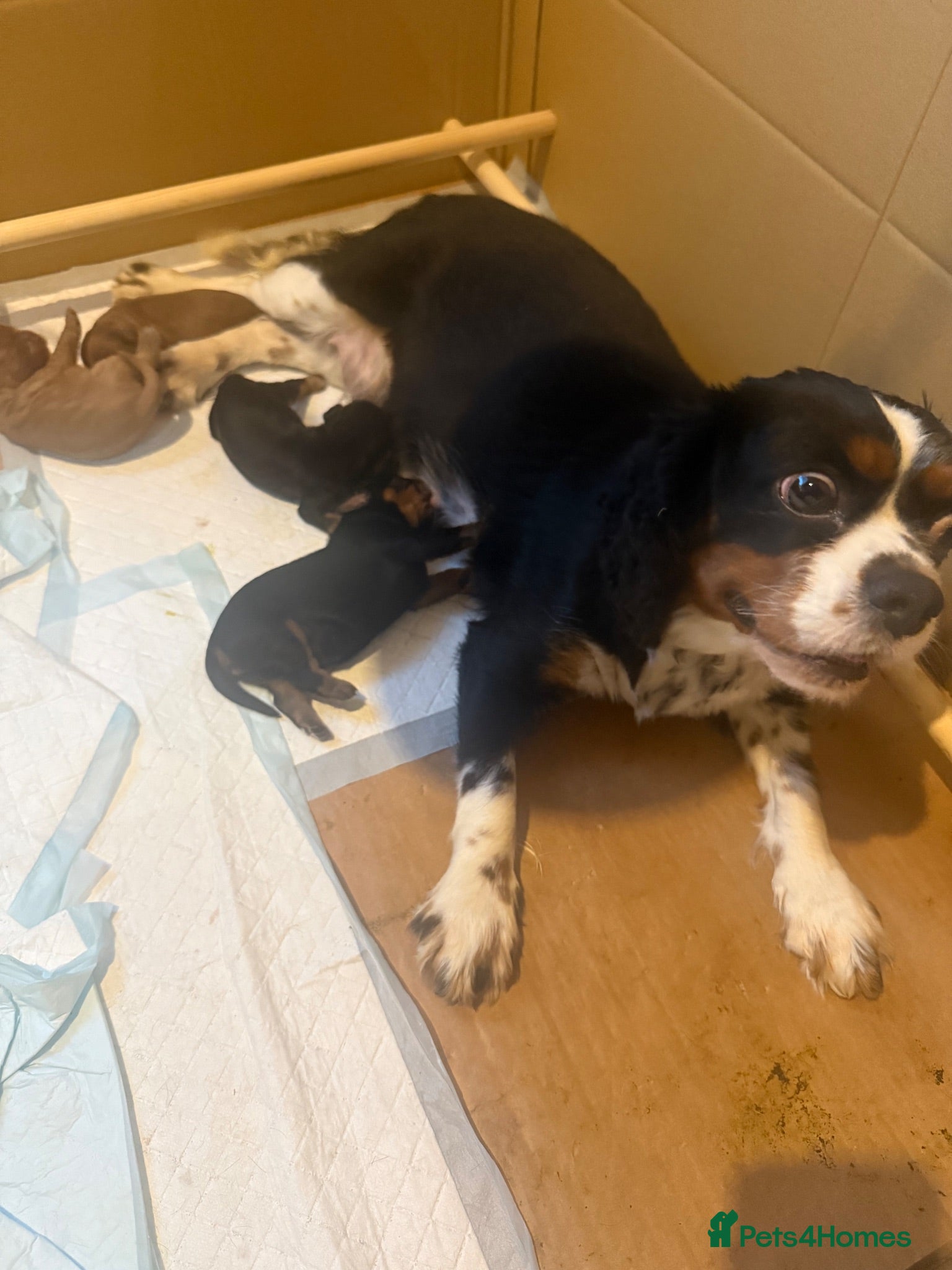 Cavalier King Charles Spaniel dogs Kc Cavalier King Charles - Advert 1