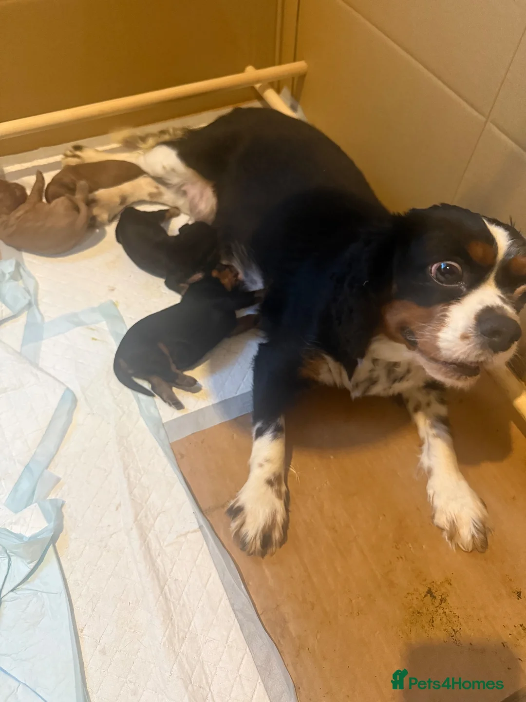 Cavalier King Charles Spaniel dogs for sale: Kc Cavalier King Charles - Advert 1