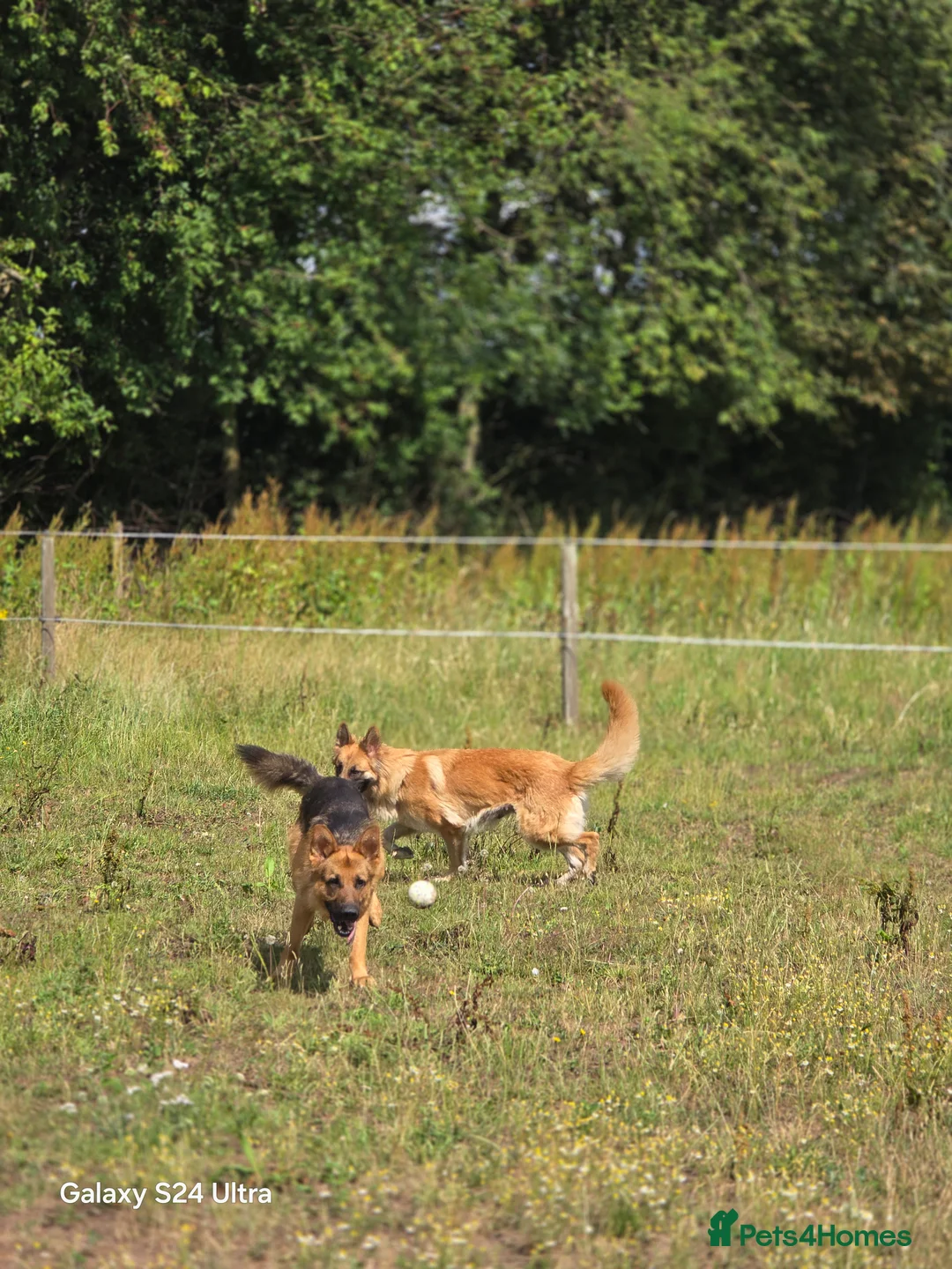 German Shepherd dogs for stud: 3 year old german shepard for stud proven. - Advert 2