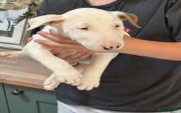 English Bull Terrier dogs for sale: Mr Chris Robinson  - Image 11