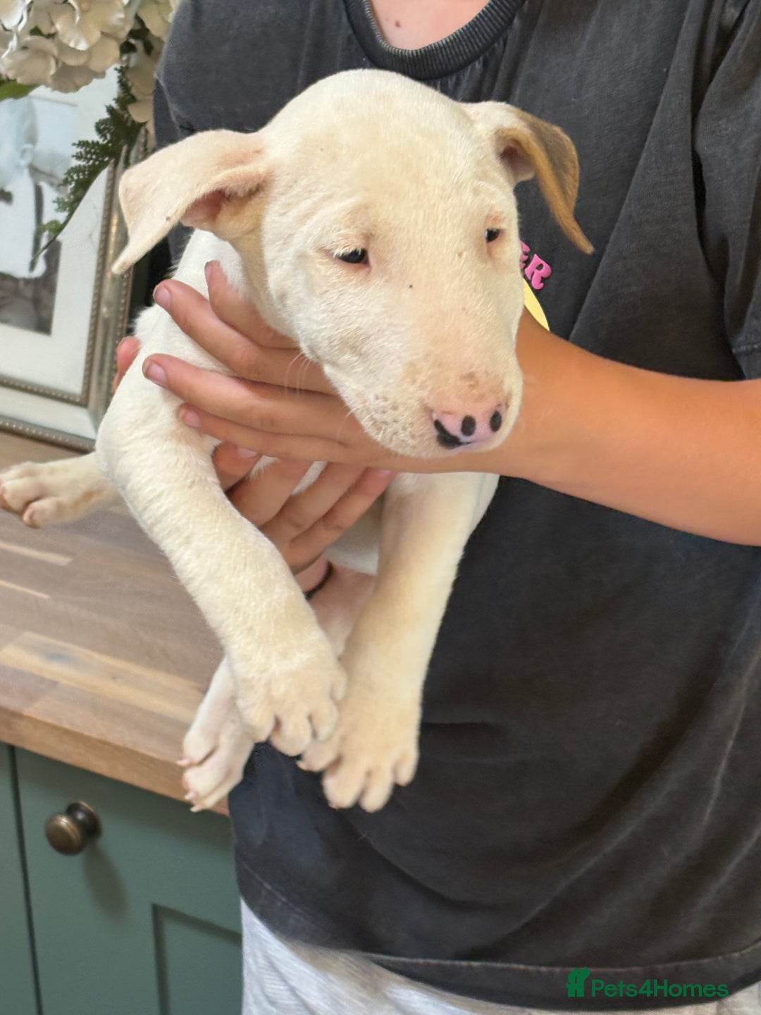 English Bull Terrier dogs for sale: Mr Chris Robinson  - Image 11