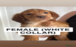 Cocker Spaniel dogs for sale: WORKING COCKERS  - Image 1