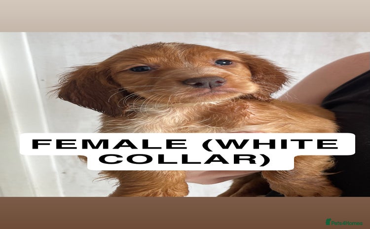 Cocker Spaniel dogs - Advert 12