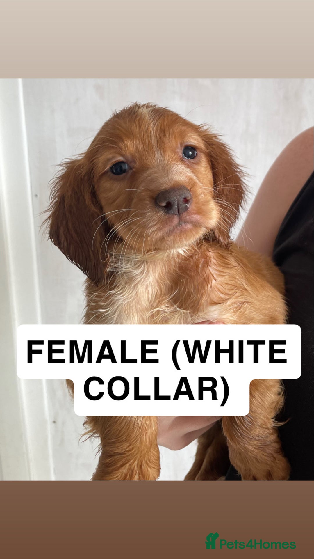 Cocker Spaniel dogs for sale: WORKING COCKERS  - Image 1