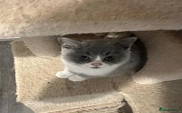 British Shorthair cats for sale: Adorable baby cats - Advert 7