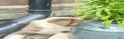 Olde English Bulldogge dogs for sale: Olde English fluffy Bulldogge puppies  - Advert 8