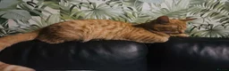 British Shorthair cats for sale: Mbappe  in Birmingham - Advert 9