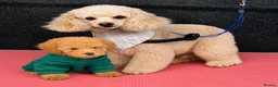 Toy Poodle dogs for sale: Toy Poodle - Advert 1