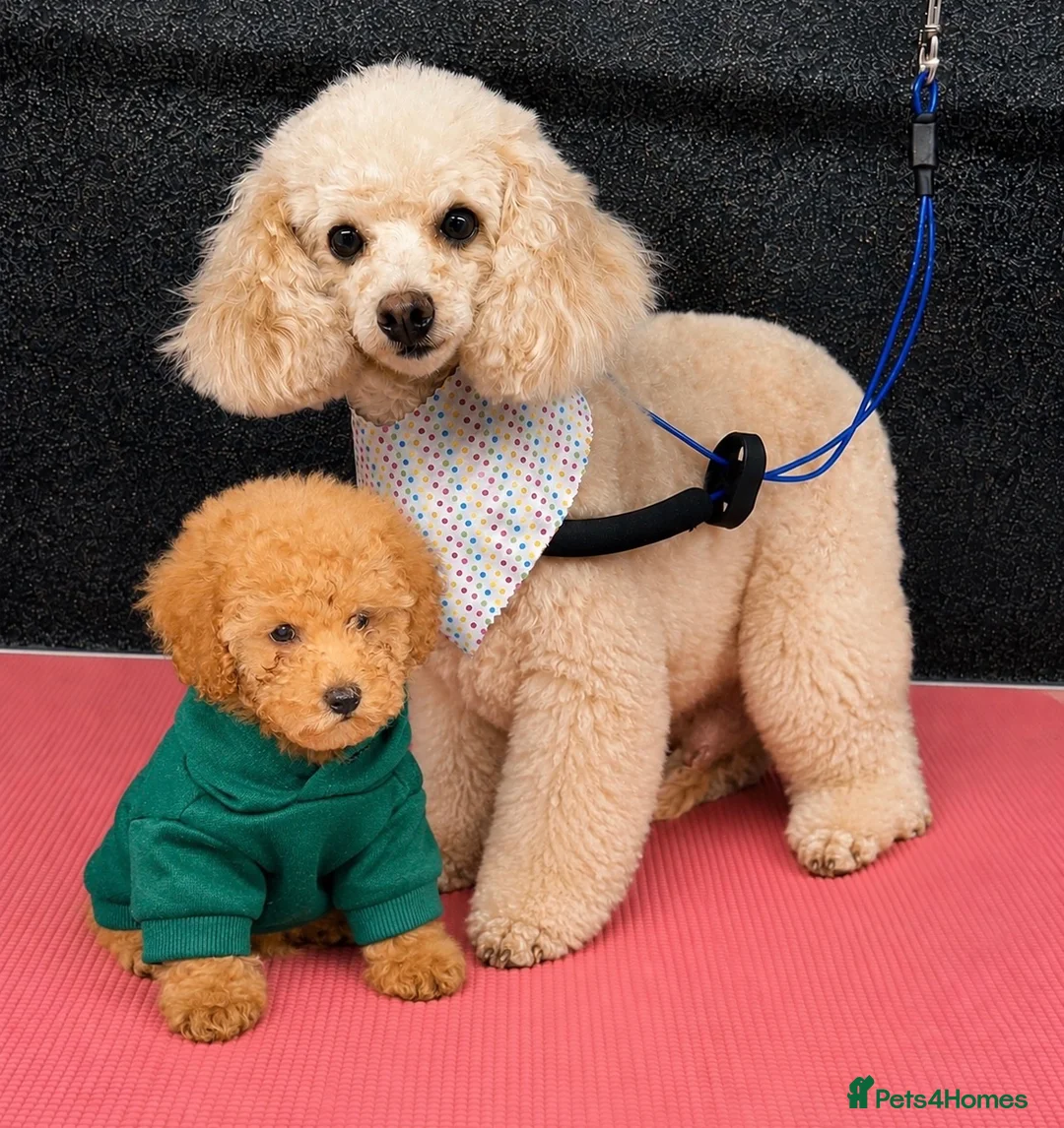 Toy Poodle dogs for sale: Toy Poodle - Advert 1