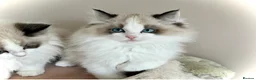 Ragdoll cats for sale: Beautiful Ragdoll kittens from Champion lines - Advert 3