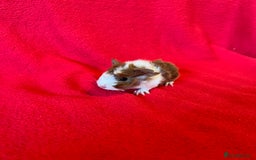 Guinea Pig rodents for sale: Mixed guinea pigs for sale  - Image 7
