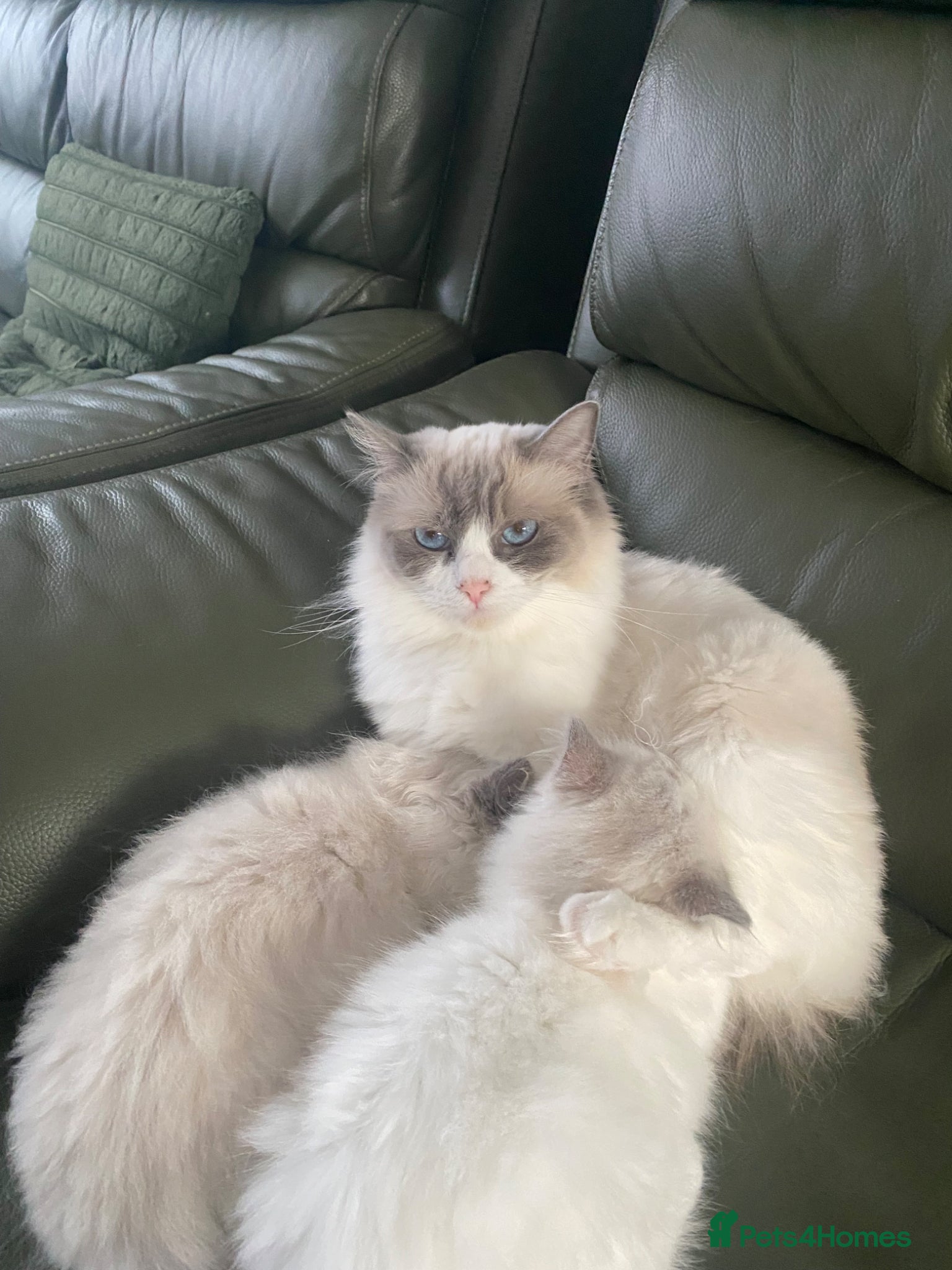 Ragdoll cats ✨Adorable Ragdoll kittens for sale✨ - Advert 1