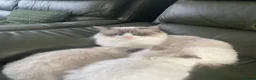 Ragdoll cats for sale: ✨Adorable Ragdoll kittens for sale✨ in Glasgow - Advert 1