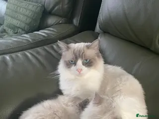 Ragdoll cats ✨Adorable Ragdoll kittens for sale✨ - Advert 9