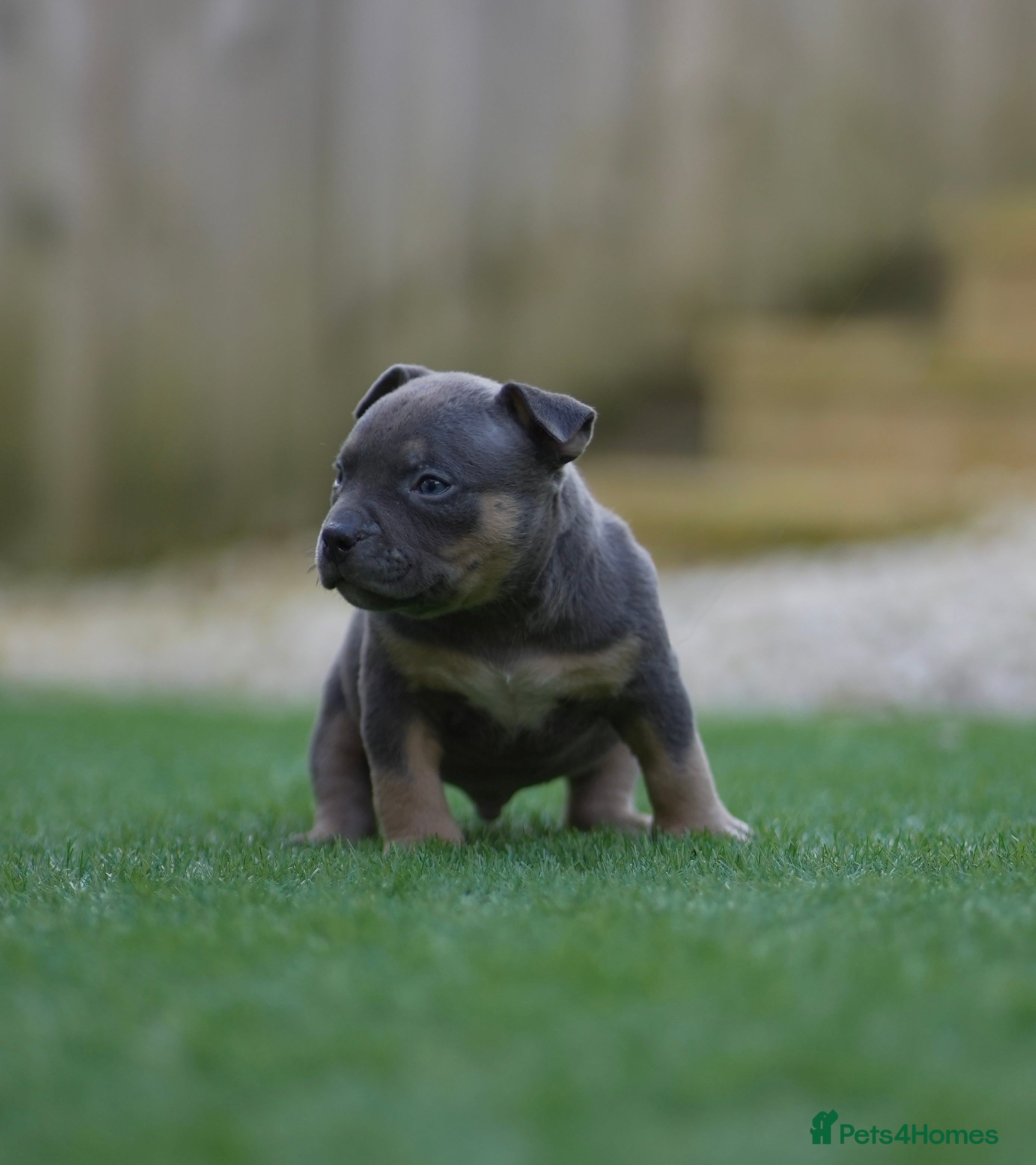 American Bully dogs American Pocket Bully Puppies - Advert 4