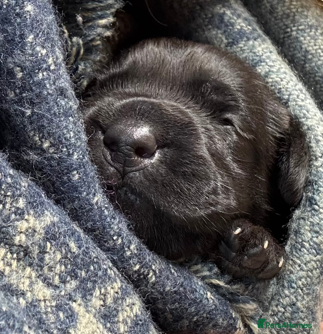 Labrador Retriever dogs for sale: Labrador Puppies  - Advert 16